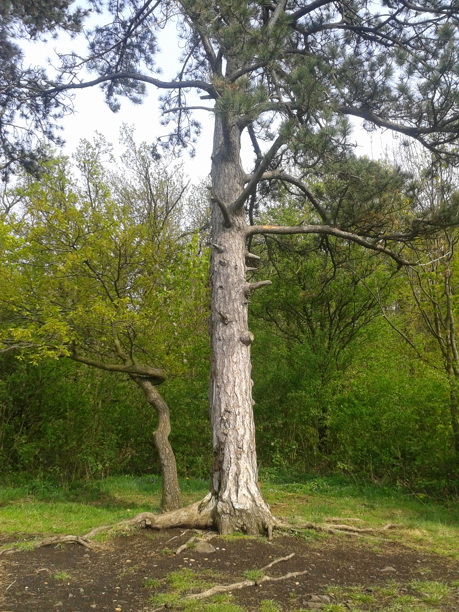 Vzrostlý strom s kořeny v jarní zeleni
